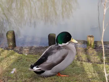 Lens Polder kinderboerderij in Nieuwpoort (Belgie)